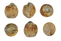 Tamarella tamarindus